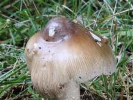 Amanita spadicea