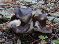 Hohenbuehelia tremula 