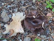 Hohenbuehelia tremula 