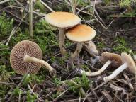 Agrocybe vervacti