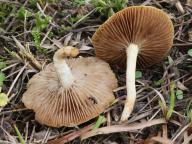 Agrocybe vervacti