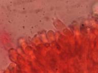 hymenium