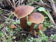 Camarophyllopsis schulzeri 
