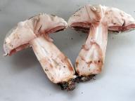 perka nepjemn