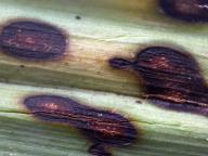 Coniothyrium concentricum