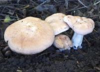 foto Oldřich Jindřich