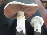 Agaricus crocodilinus Agaricus crocodilinus