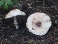 bedla Badhamova bedla Badhamova