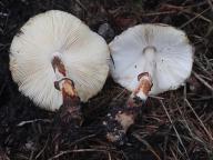 Leucocoprinus badhamii
