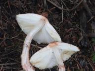 bedla Badhamova bedla Badhamova