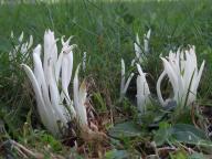 kyjanka křehká kyjanka křehká