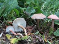 čirůvka masová čirůvka masová