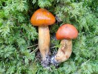 čirůvka oranžová čirůvka oranžová