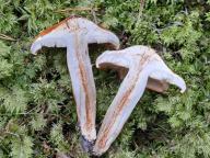 čirůvka oranžová čirůvka oranžová