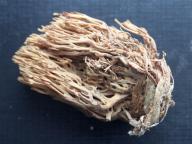 kuřátka přímá kuřátka přímá