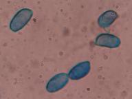 kuřátka přímá kuřátka přímá