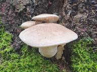 hlíva dubová hlíva dubová