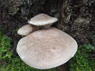 hlíva dubová hlíva dubová