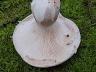 hlíva dubová hlíva dubová