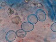 Lamprospora retispora Lamprospora retispora