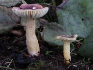 holubinka drobná holubinka drobná