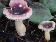 holubinka drobná holubinka drobná