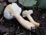 holubinka drobná holubinka drobná