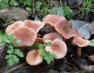 foto Oldřich Jindřich