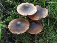 Cortinarius alnetorum