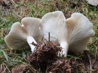 strmělka mlženka bílá strmělka mlženka bílá