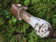 muchomůrka datlová muchomůrka datlová