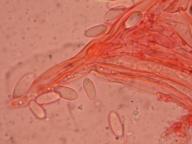 jehnědka zelenavohnědá jehnědka zelenavohnědá