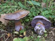 Cortinarius collocandoides Cortinarius collocandoides