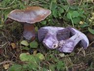 Cortinarius collocandoides Cortinarius collocandoides