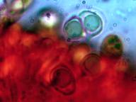 kyjovečka krásná kyjovečka krásná