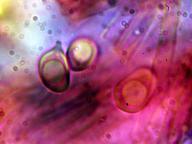 kyjovečka krásná kyjovečka krásná