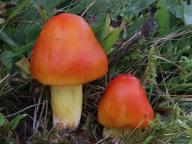 voskovka skvostná voskovka skvostná