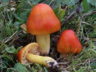 voskovka skvostná voskovka skvostná