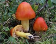 foto Oldřich Jindřich foto Oldřich Jindřich