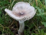 voskovka paprsčitá voskovka paprsčitá