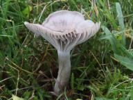 voskovka paprsčitá voskovka paprsčitá