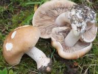 slzivka ředkvičková slzivka ředkvičková