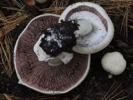 pečárka ovčí pečárka ovčí