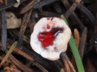 lošákovec palčivý lošákovec palčivý