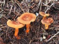 lištička rezavá lištička rezavá