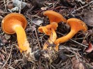 lištička rezavá lištička rezavá