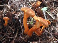 lištička rezavá lištička rezavá