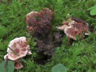 lošákovec vápnomilný lošákovec vápnomilný