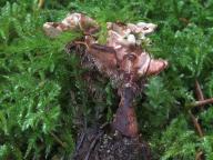 lošákovec vápnomilný lošákovec vápnomilný