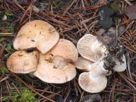 slzivka zatvrdlá slzivka zatvrdlá